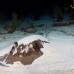 stingray_roughtail_lab_jar_h_0032_cub0466.jpg